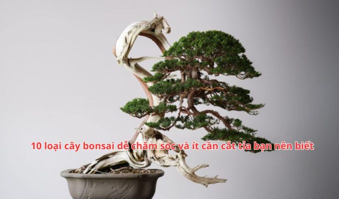 10 loại cây bonsai dễ chăm sóc và ít cần cắt tỉa bạn nên biết