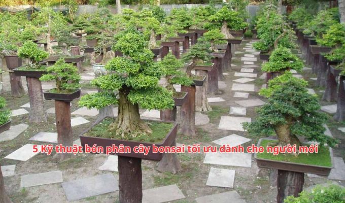 5 Kỹ thuật bón phân cây bonsai tối ưu dành cho người mới