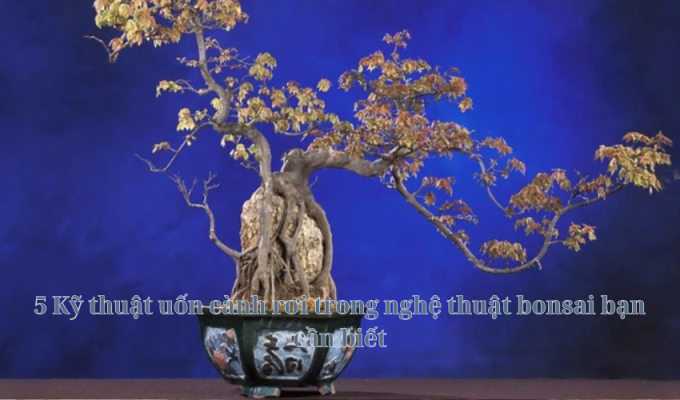 5 Kỹ thuật uốn cành rơi trong nghệ thuật bonsai bạn cần biết