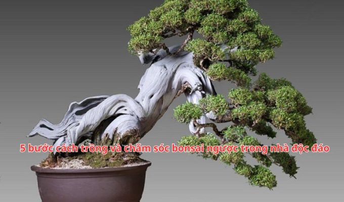 5 bước cách trồng và chăm sóc bonsai ngược trong nhà độc đáo