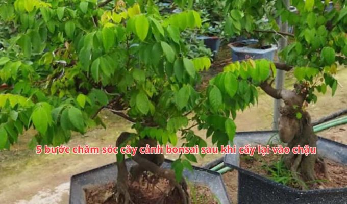 5 bước chăm sóc cây cảnh bonsai sau khi cấy lại vào chậu