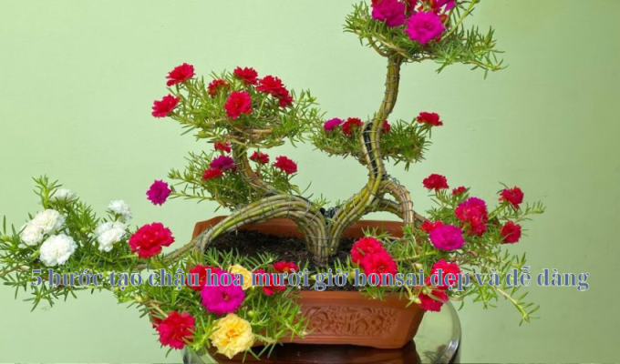 5 bước tạo chậu hoa mười giờ bonsai đẹp và dễ dàng