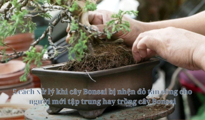 5 cách xử lý khi cây Bonsai bị nhện đỏ tấn công cho người mới tập trung hay trồng cây Bonsai