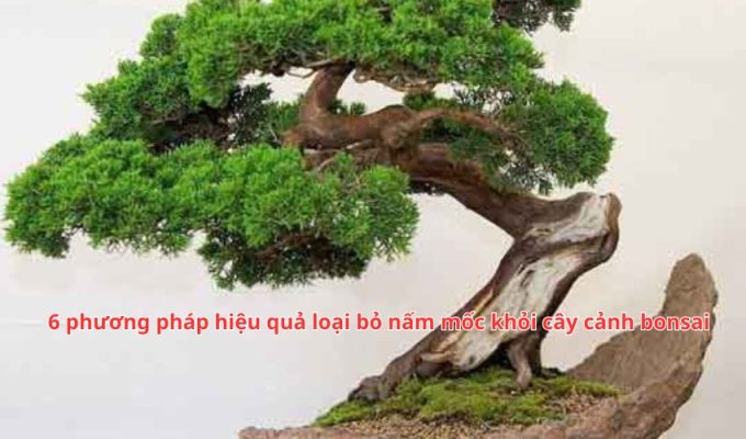 6 phương pháp hiệu quả loại bỏ nấm mốc khỏi cây cảnh bonsai