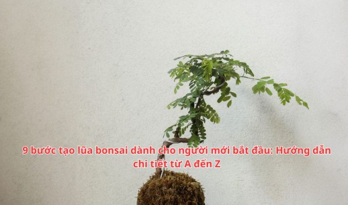 9 bước tạo lũa bonsai dành cho người mới bắt đầu: Hướng dẫn chi tiết từ A đến Z