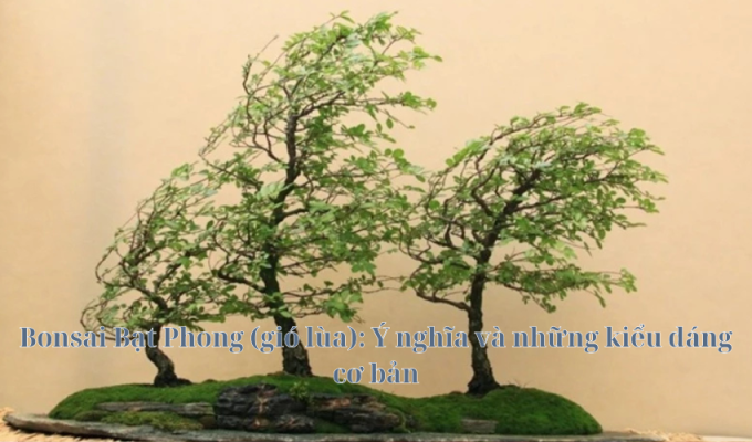 Bonsai Bạt Phong (gió lùa): Ý nghĩa và những kiểu dáng cơ bản