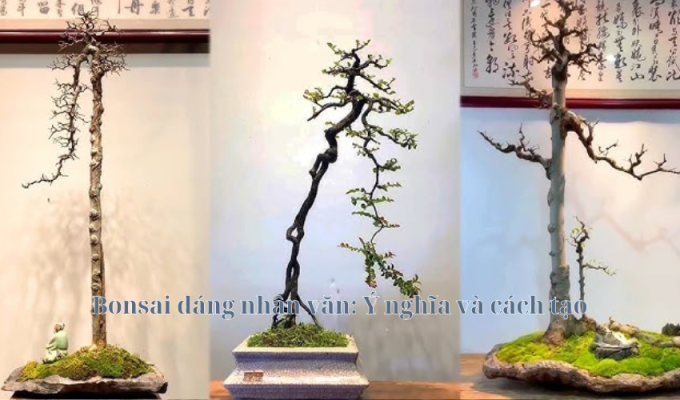 Bonsai dáng nhân văn: Ý nghĩa và cách tạo