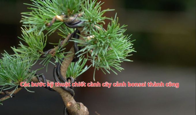 Các bước kỹ thuật chiết cành cây cảnh bonsai thành công