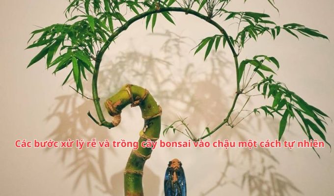 Các bước xử lý rễ và trồng cây bonsai vào chậu một cách tự nhiên