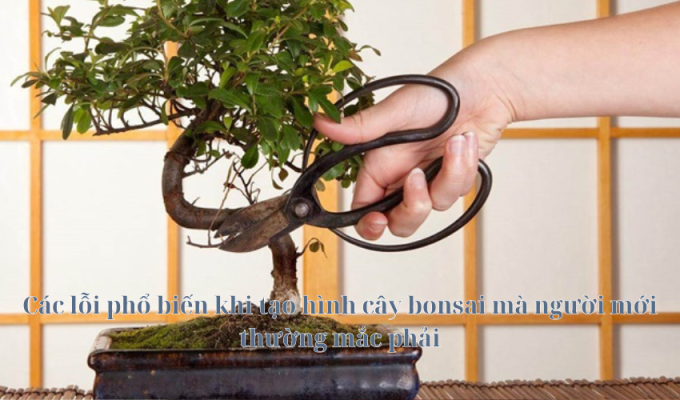 Các lỗi phổ biến khi tạo hình cây bonsai mà người mới thường mắc phải