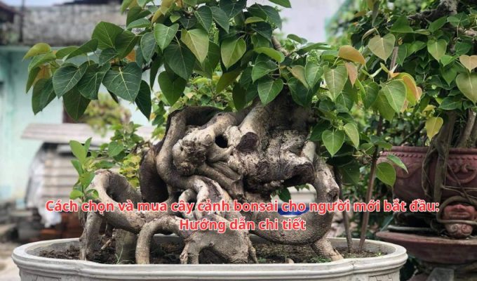 Cách chọn và mua cây cảnh bonsai cho người mới bắt đầu: Hướng dẫn chi tiết