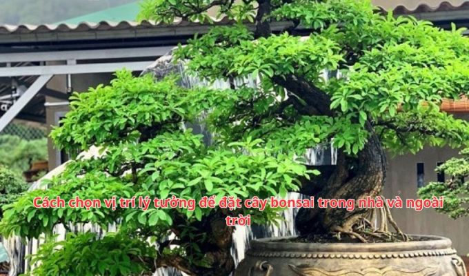 Cách chọn vị trí lý tưởng để đặt cây bonsai trong nhà và ngoài trời