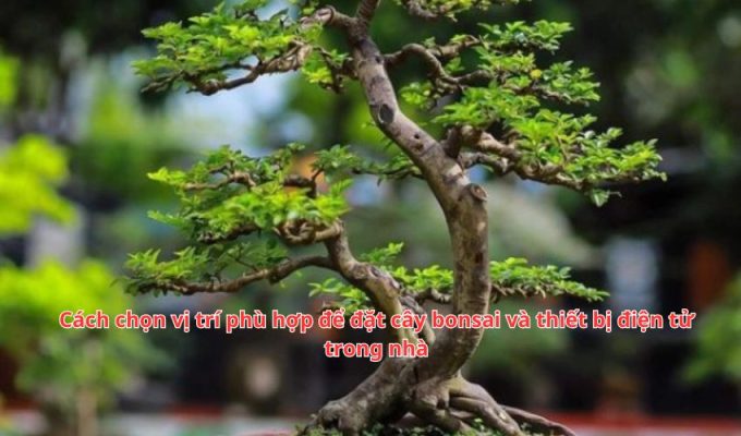 Cách chọn vị trí phù hợp để đặt cây bonsai và thiết bị điện tử trong nhà