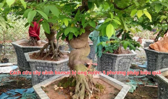 Cách cứu cây cảnh bonsai bị úng nước: 5 phương pháp hiệu quả