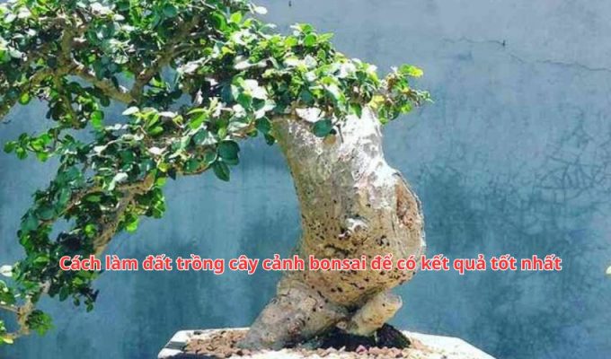 Cách làm đất trồng cây cảnh bonsai để có kết quả tốt nhất