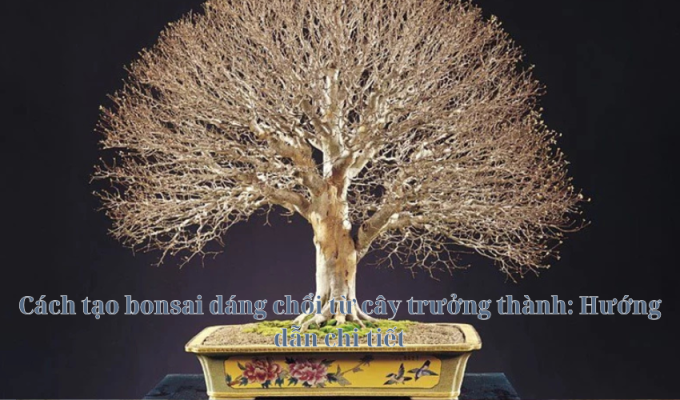 Cách tạo bonsai dáng chổi từ cây trưởng thành: Hướng dẫn chi tiết