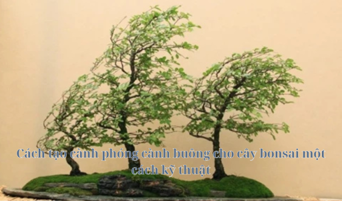 Cách tạo cành phóng cành buông cho cây bonsai một cách kỹ thuật