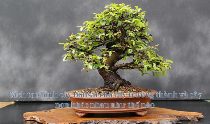 Cách tạo hình cây bonsai cho cây trưởng thành và cây non khác nhau như thế nào