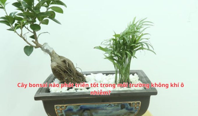 Cây bonsai nào phát triển tốt trong môi trường không khí ô nhiễm?