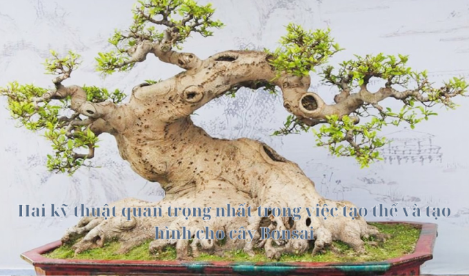 Hai kỹ thuật quan trọng nhất trong việc tạo thế và tạo hình cho cây Bonsai