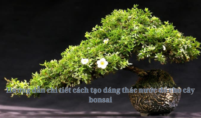 Hướng dẫn chi tiết cách tạo dáng thác nước đổ cho cây bonsai