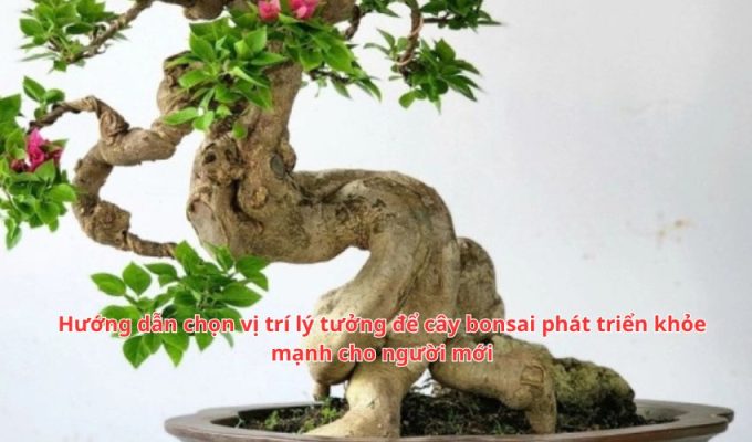 Hướng dẫn chọn vị trí lý tưởng để cây bonsai phát triển khỏe mạnh cho người mới