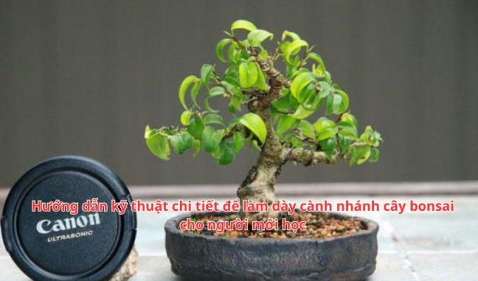 Hướng dẫn kỹ thuật chi tiết để làm dày cành nhánh cây bonsai cho người mới học