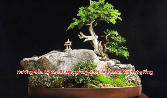 Hướng dẫn kỹ thuật trồng cây ăn quả bonsai từ hạt giống