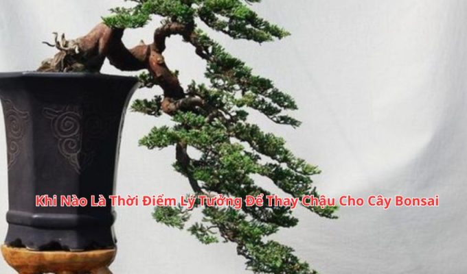 Khi Nào Là Thời Điểm Lý Tưởng Để Thay Chậu Cho Cây Bonsai