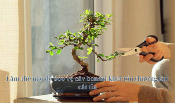 Làm thế nào để bảo vệ cây bonsai khỏi tổn thương khi cắt tỉa