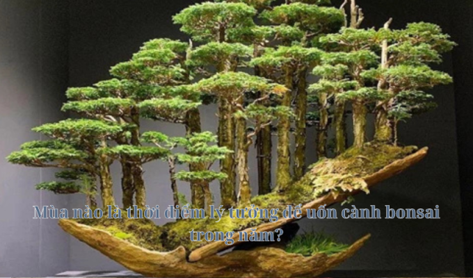 Mùa nào là thời điểm lý tưởng để uốn cành bonsai trong năm?