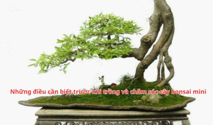 Những điều cần biết trước khi trồng và chăm sóc cây bonsai mini