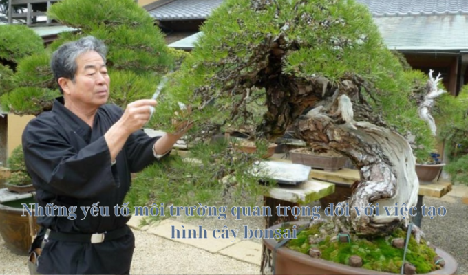 Những yếu tố môi trường quan trọng đối với việc tạo hình cây bonsai