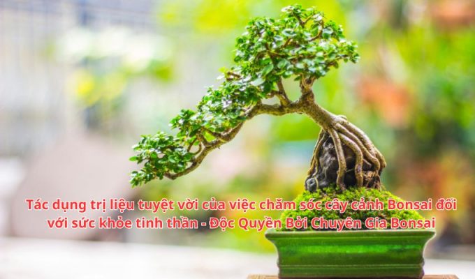 Tác dụng trị liệu tuyệt vời của việc chăm sóc cây cảnh Bonsai đối với sức khỏe tinh thần - Độc Quyền Bởi Chuyên Gia Bonsai