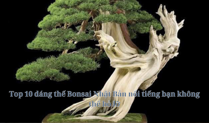 Top 10 dáng thế Bonsai Nhật Bản nổi tiếng bạn không thể bỏ lỡ