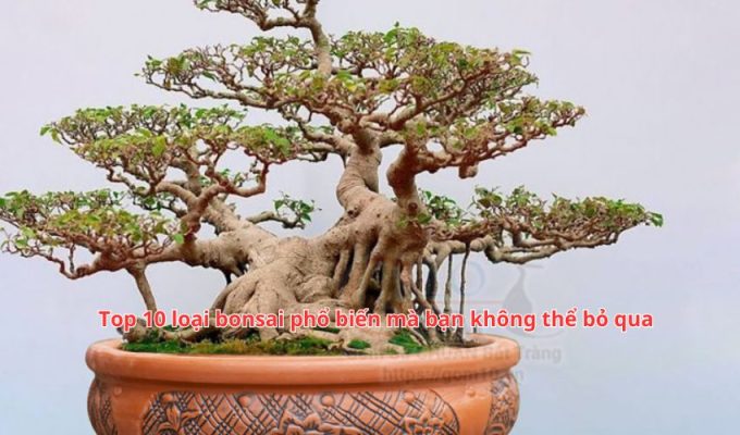 Top 10 loại bonsai phổ biến mà bạn không thể bỏ qua