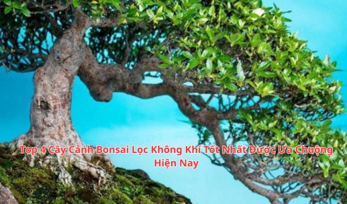 Top 4 Cây Cảnh Bonsai Lọc Không Khí Tốt Nhất Được Ưa Chuộng Hiện Nay