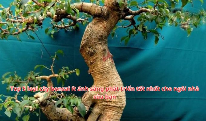 Top 5 loại cây bonsai ít ánh sáng phát triển tốt nhất cho ngôi nhà của bạn