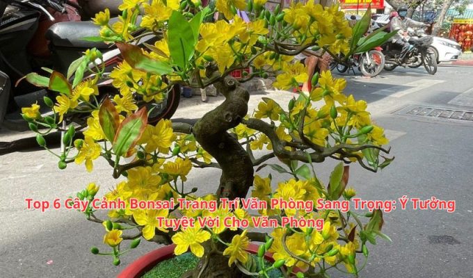 Top 6 Cây Cảnh Bonsai Trang Trí Văn Phòng Sang Trọng: Ý Tưởng Tuyệt Vời Cho Văn Phòng