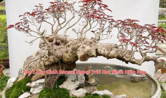 Top 7 Cây Cảnh Bonsai Ngoại Trời Hot Nhất Hiện Nay