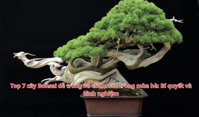 Top 7 cây Bonsai dễ trồng và chăm sóc trong mùa hè: Bí quyết và kinh nghiệm