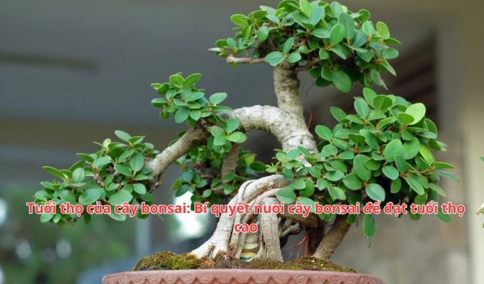 Tuổi thọ của cây bonsai: Bí quyết nuôi cây bonsai để đạt tuổi thọ cao